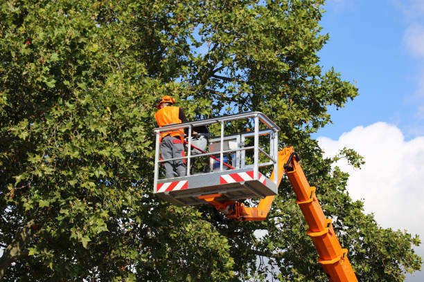 Best Emergency Storm Tree Removal  in Lockport Heights, IL